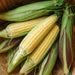 Fresh sweet corn on the cob, partially husked, revealing yellow kernels and green-purple husks in a basket.