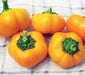 Five vibrant yellow bell peppers with green stems on a white textured surface. Fresh, sweet mini peppers for cooking.
