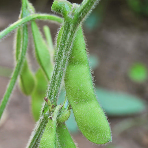 Fresh green soybean pods (edamame) on a fuzzy stem, growing in a field.