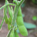 Fresh green soybean pods (edamame) on a fuzzy stem, growing in a field.