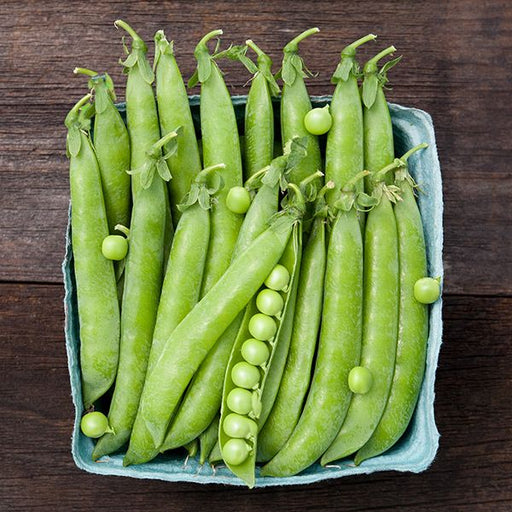 Fresh green pea pods, one open with bright peas, in a market carton on dark wood. Raw garden vegetables.