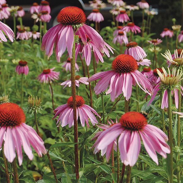 Purple coneflowers (Echinacea) with reddish-orange centers blooming in a sunny garden.