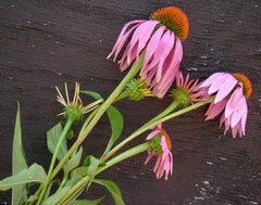 Pink & purple Echinacea coneflowers with orange centers, green stems. Medicinal herb plant.