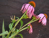 Pink & purple Echinacea coneflowers with orange centers, green stems. Medicinal herb plant.