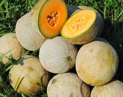 Ripe cantaloupes on green grass. Two melons cut open show vibrant orange flesh and seeds. Fresh sweet fruit harvest.
