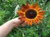 Hand holding a unique orange-brown sunflower with a dark center in a green garden. Autumn flower bloom.