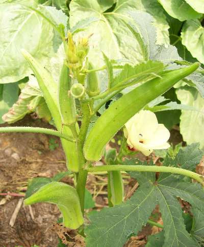 Fresh green okra plant with maturing pods, young pods, and a light yellow flower in a garden.