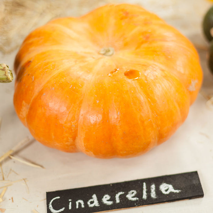 Vibrant orange pumpkin with a "Cinderella" label, ideal for fall harvest and autumn decor.