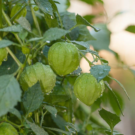 Close-up of three dew-covered green tomatillos on a plant. Fresh garden vegetables.