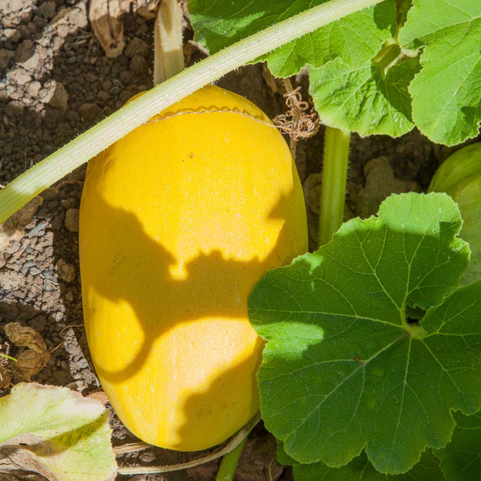 Fresh yellow spaghetti squash growing in a sunny vegetable garden, surrounded by green leaves.