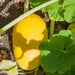 Fresh yellow spaghetti squash growing in a sunny vegetable garden, surrounded by green leaves.