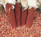 Red popcorn kernels and four decorative Indian corn cobs.