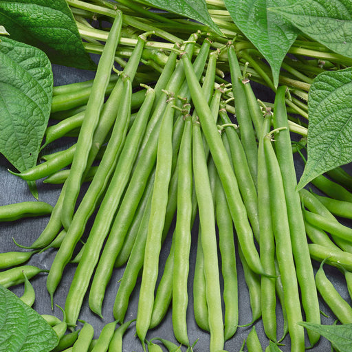 Vibrant green beans, fresh from the garden, with leaves. Healthy string beans for cooking.