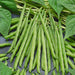 Vibrant green beans, fresh from the garden, with leaves. Healthy string beans for cooking.