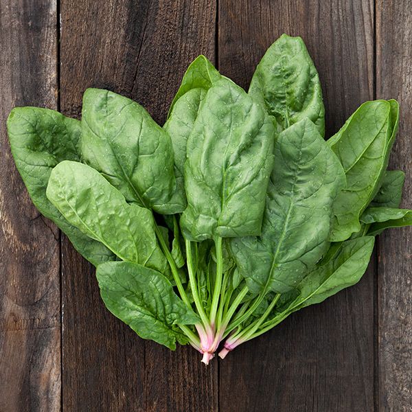 Healthy raw spinach bunch with vibrant green leaves on dark wood background.