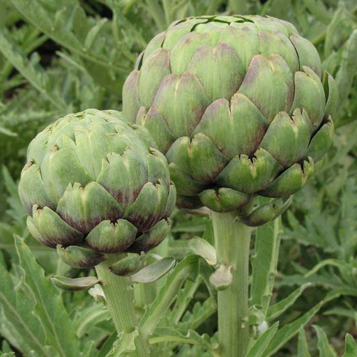 Two fresh green artichokes with purple-tinged scales growing on a plant. Garden vegetables.