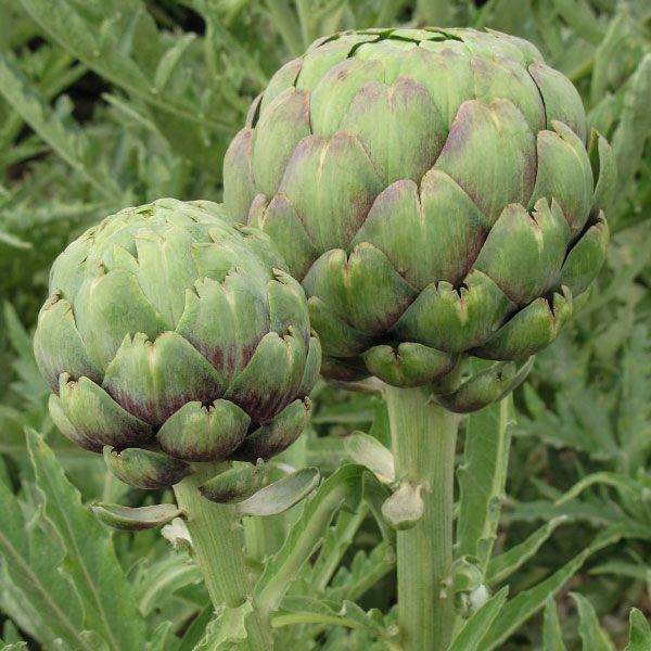 Two fresh green artichokes with purple-tinged scales growing on a plant. Garden vegetables.