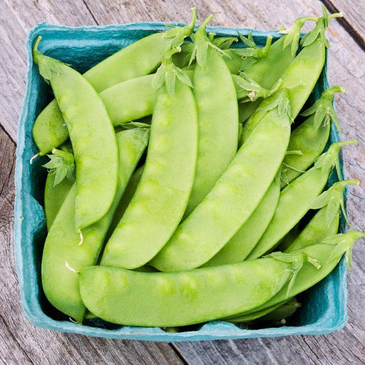 Fresh green snow peas in a blue market basket on rustic wood.