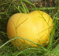 Bright yellow heirloom tomato nestled in vibrant green garden foliage. Fresh, ripe summer produce.