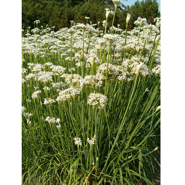 Dense field of white garlic chive flowers with tall green stems. Beautiful ornamental plant blooming.