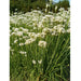 Dense field of white garlic chive flowers with tall green stems. Beautiful ornamental plant blooming.