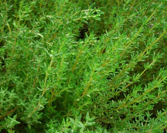 Fresh green thyme plant. Aromatic culinary herb, ideal for cooking and home gardens.