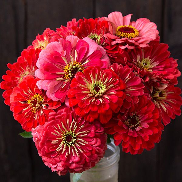 Vibrant red and pink zinnia bouquet in a vase. Beautiful fresh cut flowers for garden or home decor.
