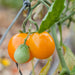 Fresh orange and green cherry tomatoes ripening on a garden vine with a trellis.