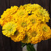 Vibrant yellow zinnia bouquet in a clear vase. Golden petals, fresh garden flowers against dark wood.