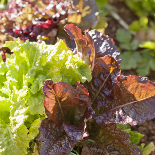 Vibrant green and red leaf lettuce growing in a sunny garden. Fresh, healthy salad greens.