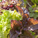 Vibrant green and red leaf lettuce growing in a sunny garden. Fresh, healthy salad greens.