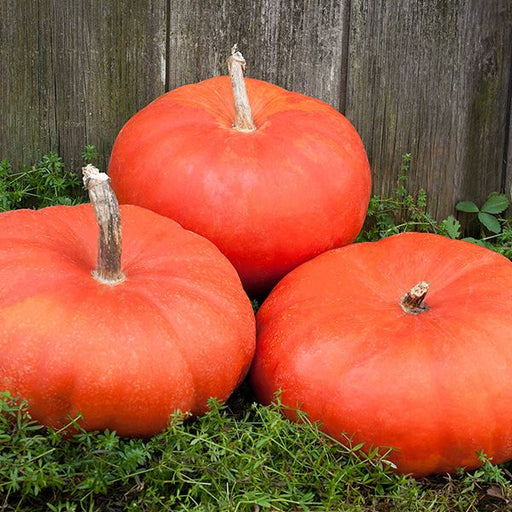 Three vibrant orange pumpkins on green grass, backed by a rustic wooden fence. Perfect for fall harvest or autumn decor.