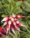 Crisp red and white radishes with vibrant green leaves, fresh garden produce.