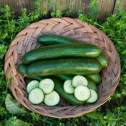 Fresh whole and sliced green cucumbers in a wicker basket on grass. Garden harvest, healthy vegetable.