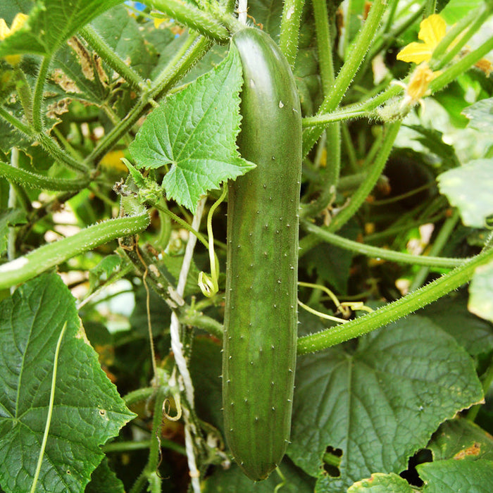 Fresh green cucumber ripening on a garden vine, surrounded by lush leaves and yellow flowers.