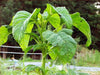 Vibrant green amaranth plant with large, healthy leaves growing in a garden, ready for harvest.