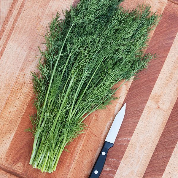 Vibrant fresh dill herb on a wooden cutting board with a paring knife. Ready for cooking or garnish.