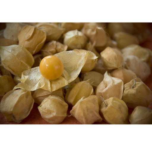 Fresh goldenberries (physalis) with papery husks, one ripe orange fruit exposed.