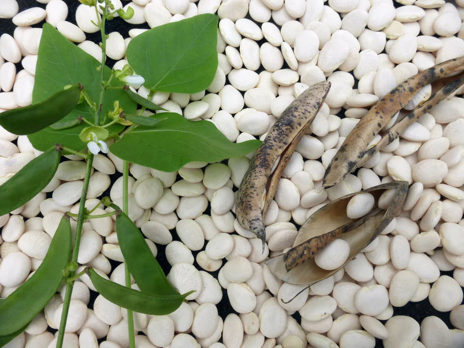 Fresh lima bean plant with green pods, white flowers, and dried pods, surrounded by white lima beans.