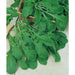 Freshly harvested arugula (rocket salad) leaves in and around a basket, with a knife. Healthy leafy greens.