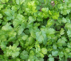 Freshly grown vibrant green cilantro and coriander leaves. Organic garden herbs for healthy cooking.