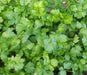 Freshly grown vibrant green cilantro and coriander leaves. Organic garden herbs for healthy cooking.