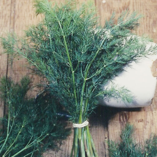 Fresh dill bundle on rustic wood. Aromatic culinary herb for cooking, seasoning, pickling, and garnishing.