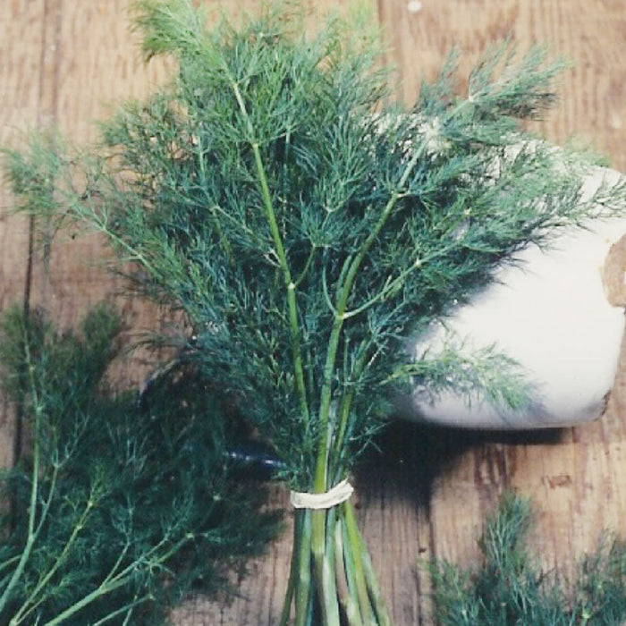 Fresh dill bundle on rustic wood. Aromatic culinary herb for cooking, seasoning, pickling, and garnishing.