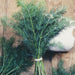 Fresh dill bundle on rustic wood. Aromatic culinary herb for cooking, seasoning, pickling, and garnishing.