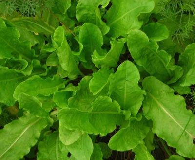 Vibrant green sorrel leaves growing in a lush garden bed. Fresh, healthy leafy greens.
