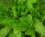 Vibrant green sorrel leaves growing in a lush garden bed. Fresh, healthy leafy greens.