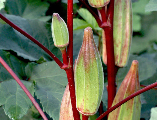 Vibrant green and red okra pods with fuzzy texture on striking red stems, growing in a garden.