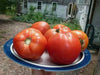 Fresh ripe red garden tomatoes on a plate. Homegrown summer harvest.