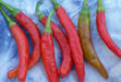 Fresh red and ripening green chili peppers on blue fabric. Spicy cooking ingredients, garden produce.